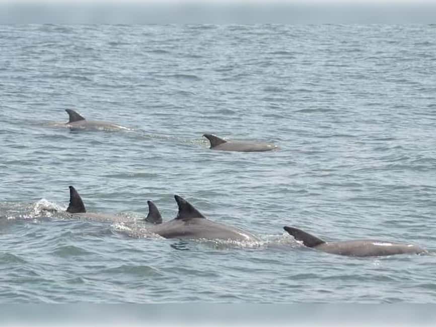 Myrtle Beach: Dolphin Cruise on the Sea Screamer - Dolphin watching in the Atlantic