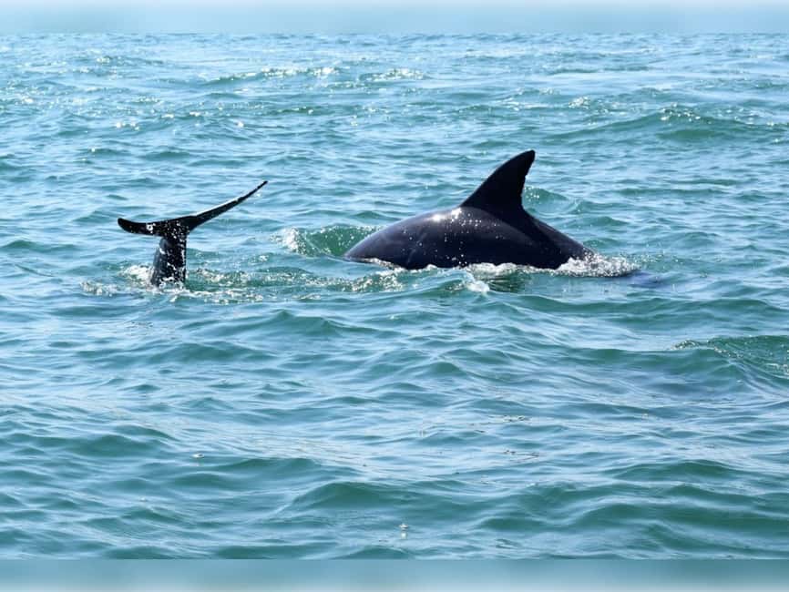 Myrtle Beach: Dolphin Cruise on the Sea Thunder - The Sea Thunder is built for spray and speed