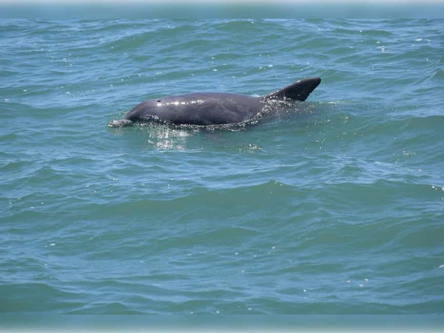 Myrtle Beach: Dolphin Cruise on the Sea Thunder - What the 90-minute schedule feels like