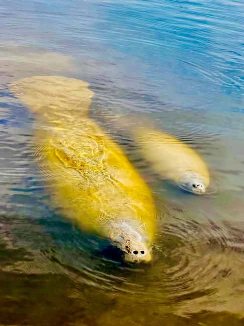 Naples, FL: Manatee, Dolphin, 10,000 Islands Beach Eco Tour - Key points before you book