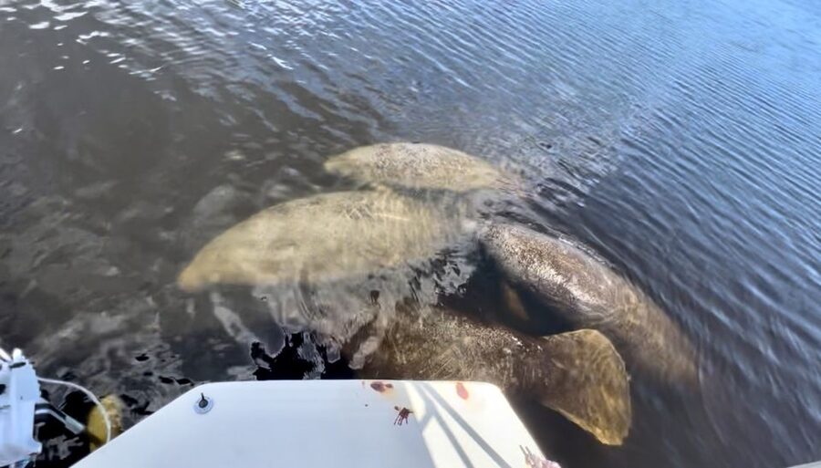Naples, FL: Manatee, Dolphin, 10,000 Islands Beach Eco Tour - Leaving Port of the Islands Marina