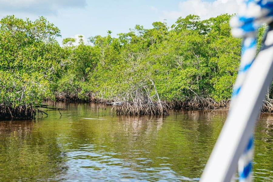 Naples, FL: Manatee, Dolphin, 10,000 Islands Beach Eco Tour - A pause on Whitehorse Island