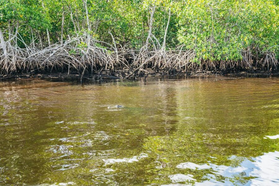 Naples, FL: Manatee, Dolphin, 10,000 Islands Beach Eco Tour - What the $129 price really covers