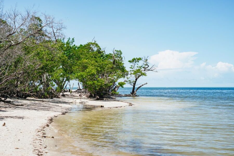 Naples, FL: Manatee, Dolphin, 10,000 Islands Beach Eco Tour - Who will enjoy this boat trip most