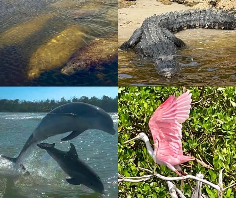 Naples, FL: Manatee, Dolphin, 10,000 Islands Beach Eco Tour - Harbor views before the mangroves
