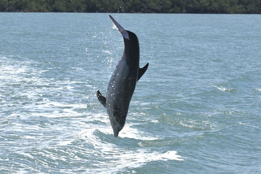 Naples, FL: Manatee, Dolphin, 10,000 Islands Sunset Cruise - Captain John, Captain Chris, and the value of a good guide