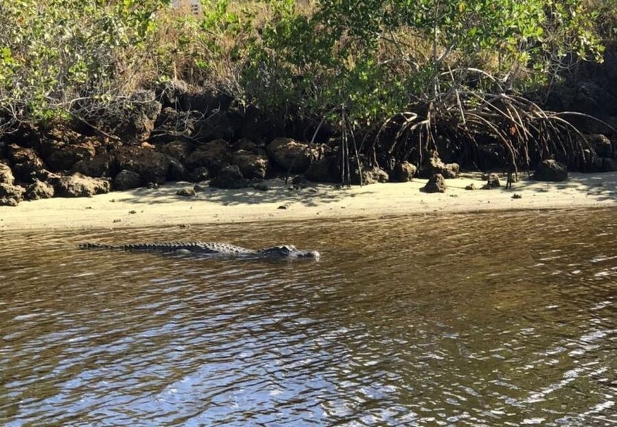 Naples, FL: Manatee, Dolphin, 10,000 Islands Sunset Cruise - Weather, minimum numbers, and booking flexibility