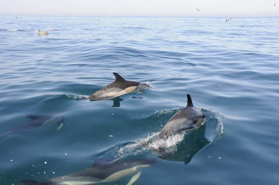 Nazaré: Dolphin Safari - Searching the Water Off Nazaré