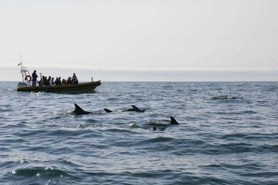 Nazaré: Dolphin Safari - What the Boat Ride Feels Like