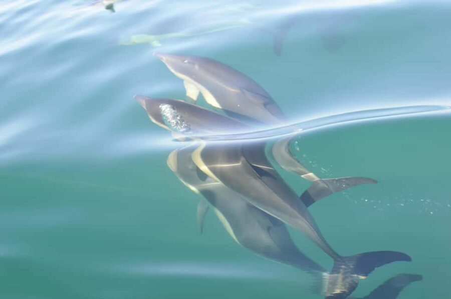 Nazaré: Dolphin Safari - Four Possible Species, One Very Real Limitation