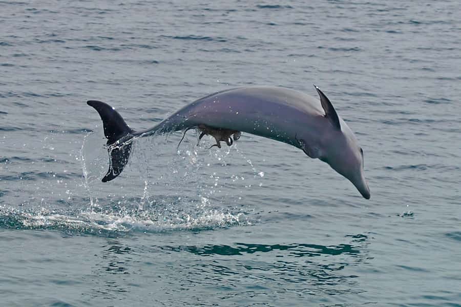 Nelson Bay: Dolphin Watch Cruise and Sail - Dolphins first, sailing second