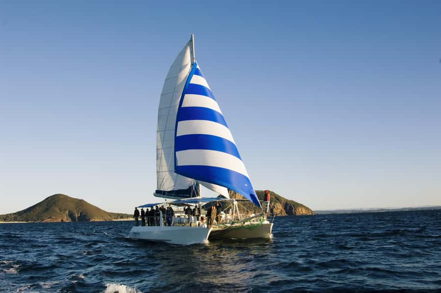 Nelson Bay: Dolphin Watch Cruise and Sail - Getting close without chasing the dolphins