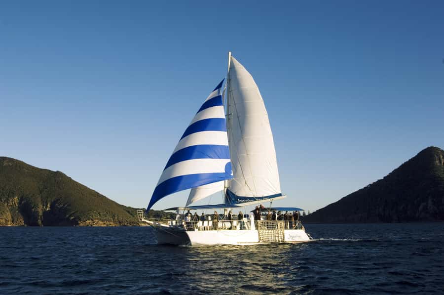 Nelson Bay: Dolphin Watch Cruise and Sail - The dry bow-net and wet boom-net choices