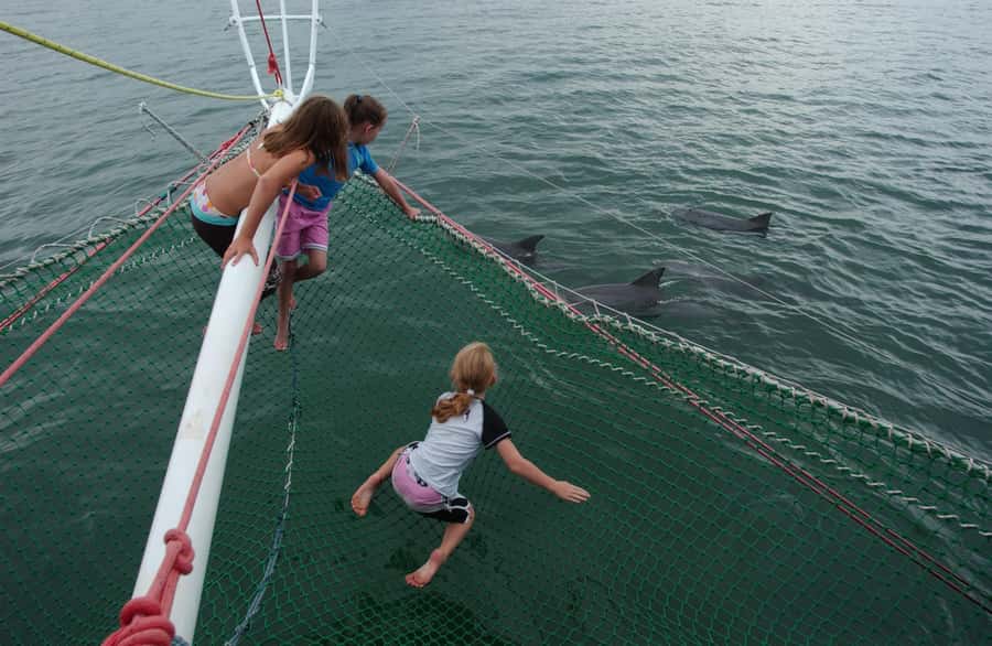 Nelson Bay: Dolphin Watch Cruise and Sail - What happens during the 90 minutes