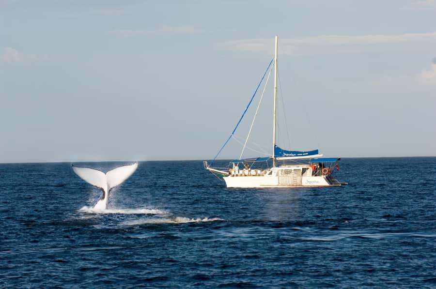 Nelson Bay: Whale and Dolphin Watching Catamaran Cruise - Setting Out From Dock C at Nelson Bay