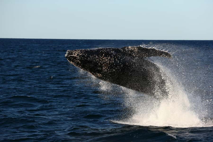 Nelson Bay: Whale and Dolphin Watching Catamaran Cruise - Three Hours Searching for Humpback Whales