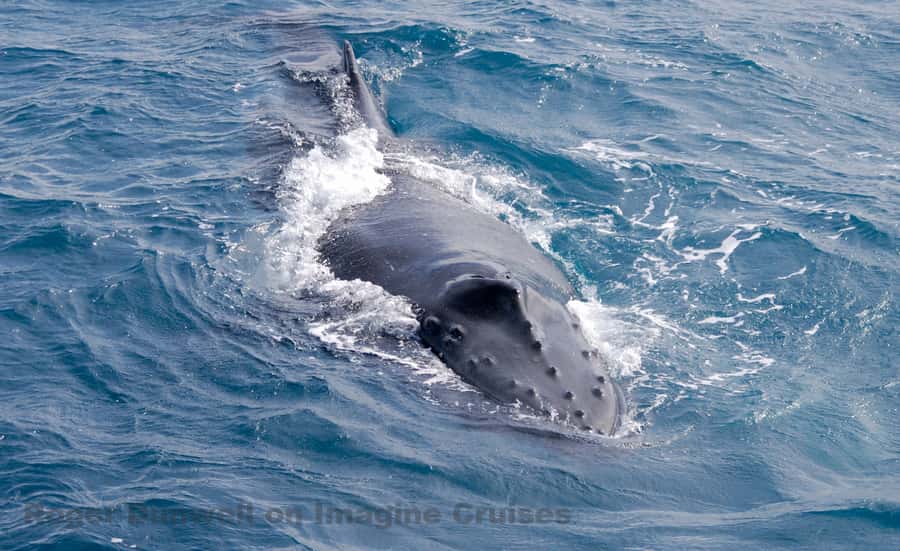 Nelson Bay: Whale and Dolphin Watching Catamaran Cruise - Dolphins, Seals, and the Wildlife Around Nelson Bay