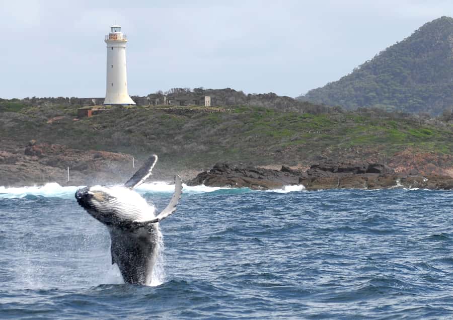 Nelson Bay: Whale and Dolphin Watching Catamaran Cruise - Commentary That Adds More Than Whale Facts