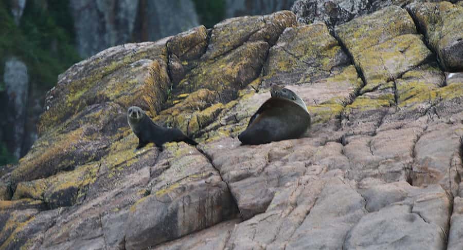 Nelson Bay: Whale and Dolphin Watching Catamaran Cruise - Staying Warm and Managing Seasickness