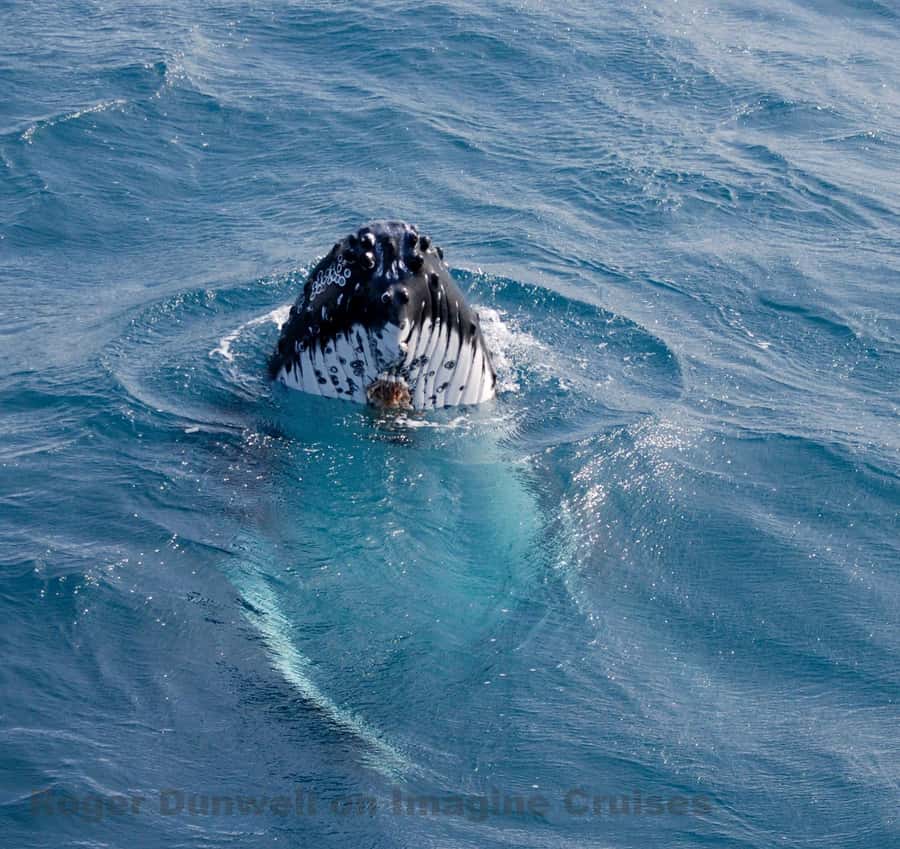 Nelson Bay: Whale and Dolphin Watching Catamaran Cruise - Breaches, Fin Slaps, and Close Approaches