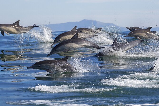 NEW Lagos-Watching Dolphins and Benagil Cave with Biologists - Lagos to open water, with dolphins on the agenda