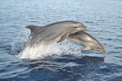 NEW Lagos-Watching Dolphins and Benagil Cave with Biologists