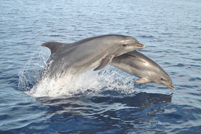 NEW Lagos-Watching Dolphins and Benagil Cave with Biologists - What the marine biologist adds