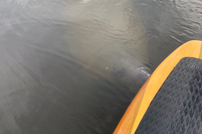 New Smyrna Dolphin and Manatee Kayak and SUP Adventure Tour - Key points to know before you paddle