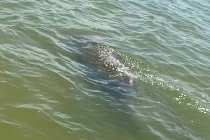 New Smyrna Dolphin and Manatee Kayak and SUP Adventure Tour - Through mangroves, islands, and interior waterways