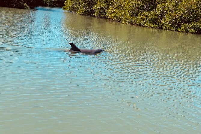 New Smyrna Dolphin and Manatee Kayak and SUP Adventure Tour - Looking for dolphins and West Indian manatees