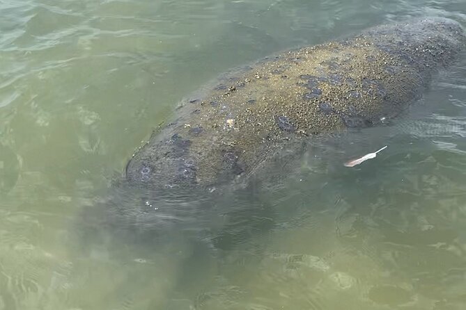 New Smyrna Dolphin and Manatee Kayak and SUP Adventure Tour - What $65 buys you