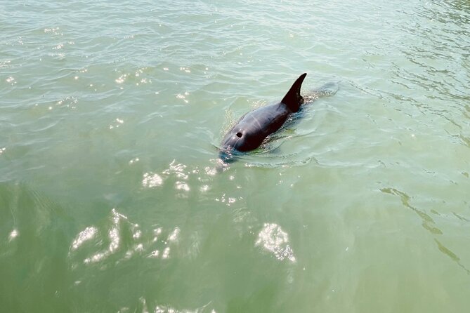 New Smyrna Dolphin and Manatee Kayak and SUP Adventure Tour - How the two-hour pace feels