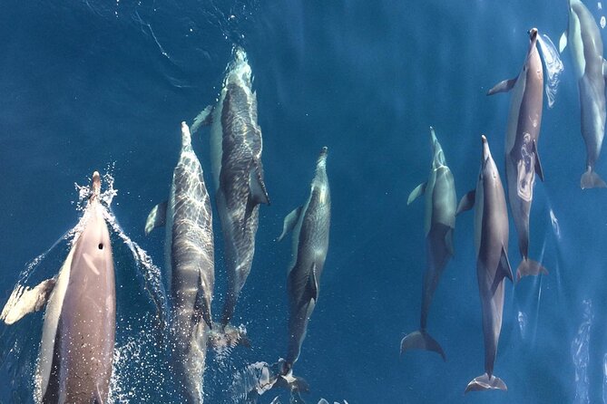 Newcastle: Port Stephens day tour - Dolphins, hike & swim! - Fish and chips at Aussie Bob’s