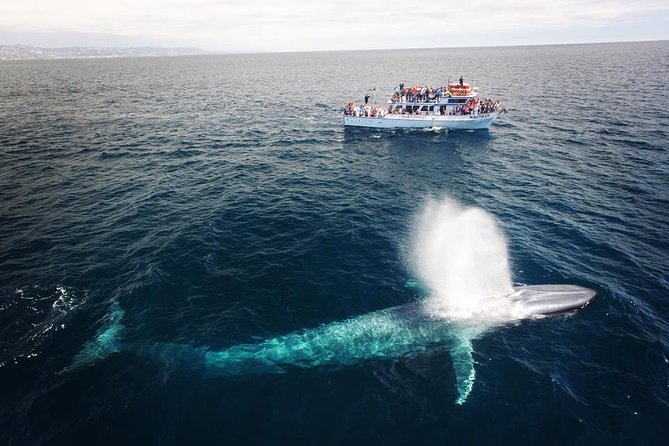 Newport Beach Whale and Dolphin Watching Cruise - The Whale-Watching Gamble