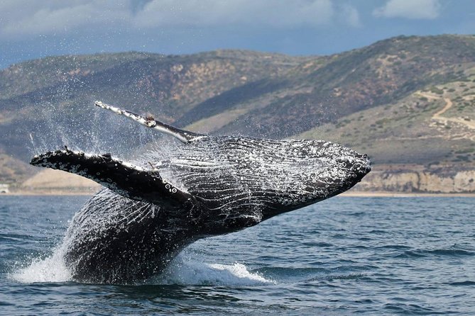 Newport Beach Whale and Dolphin Watching Cruise - Crew Information Can Make the Difference