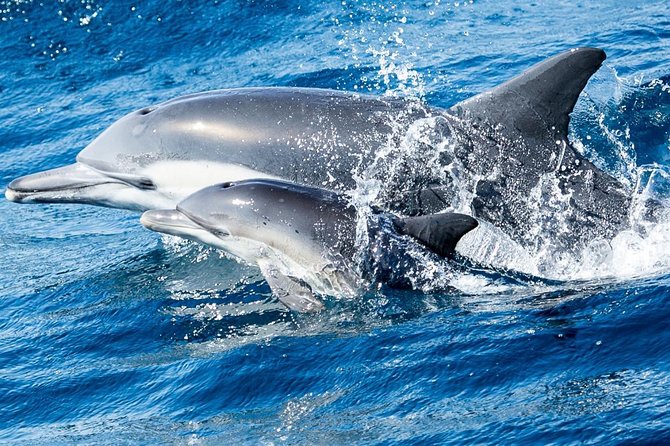 Newport Beach Whale and Dolphin Watching Cruise - Weather Is Part of the Experience