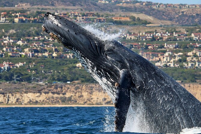 Newport Beach Whale and Dolphin Watching Cruise - Is $28.80 a Fair Price?