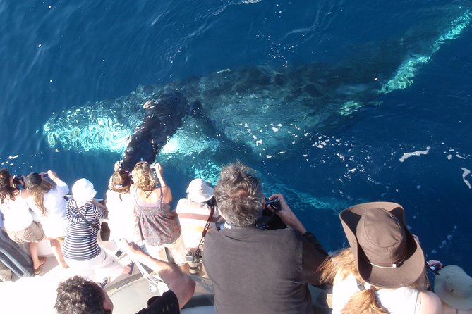 Newport Beach: Whale and Dolphin-Watching Cruise - What the $30 ticket really gets you