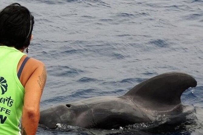 No chase Whale & Dolphin tour putting Marine Life first - we care - Setting out from Los Cristianos on Bahriyeli