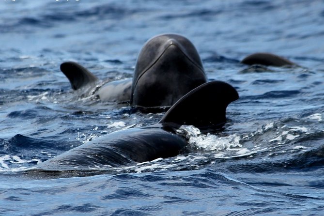 No chase Whale & Dolphin tour putting Marine Life first - we care - A two-hour search for pilot whales and dolphins