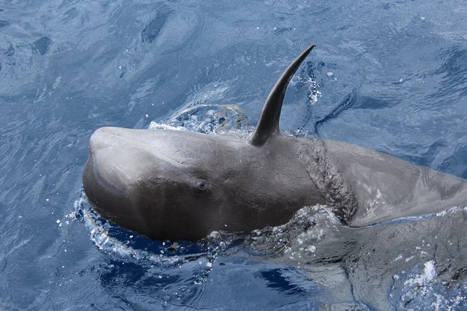 No chase Whale & Dolphin tour putting Marine Life first - we care - Comfort, weather, and seasickness