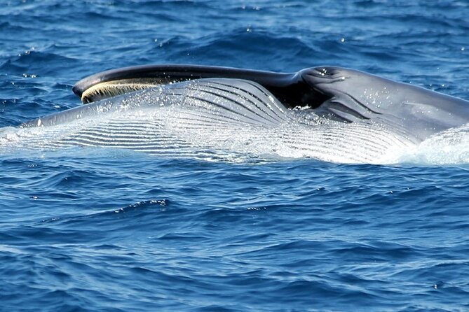 No chase Whale & Dolphin tour putting Marine Life first - we care - Who should book this cruise?
