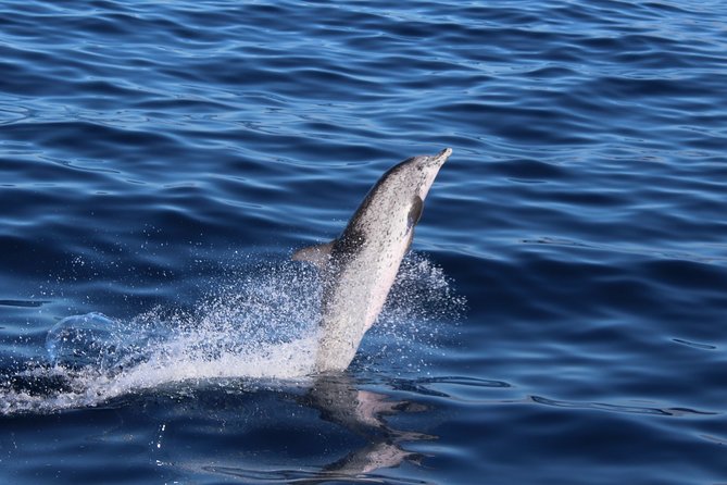 No chase Whale & Dolphin tour putting Marine Life first - we care - Booking, cancellations, and weather plans