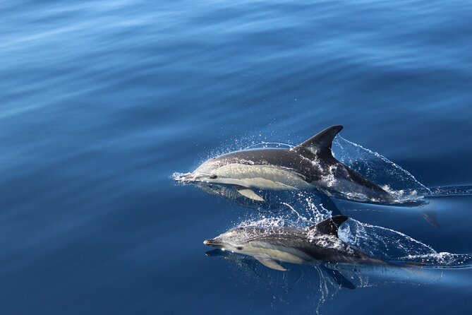 No chase Whale & Dolphin tour putting Marine Life first - we care - The south coast and Mount Teide from the water