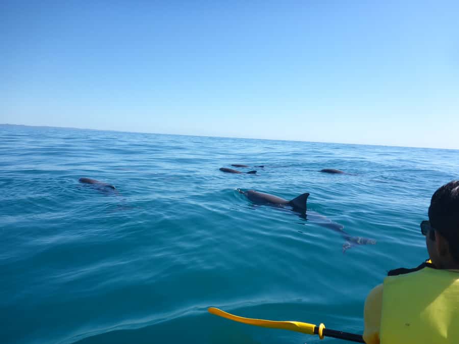 Noosa: Epic Ocean Kayak with Dolphins & 4WD Beach Adventure - Riding the North Shore by 4WD