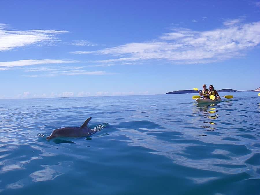 Noosa: Epic Ocean Kayak with Dolphins & 4WD Beach Adventure - Is $118 a fair price?