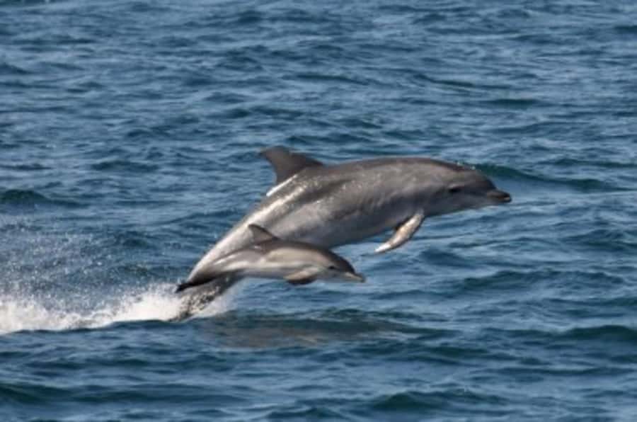 Noosa: National Park and Dolphin Watching Safari - Why the hydrophone changes the whole dolphin trip