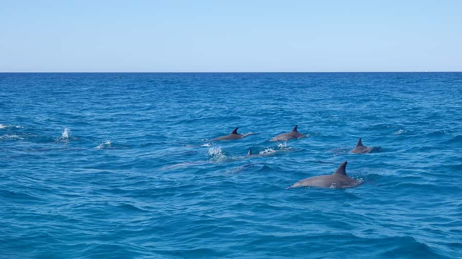 Noosa: Noosa Ocean Adventure with Dolphin Watching - Key points to know before booking