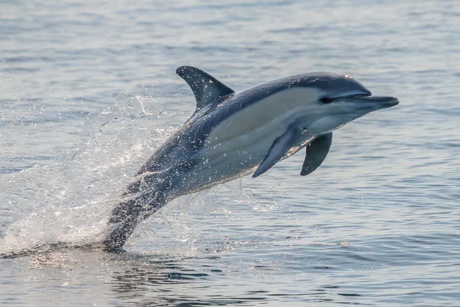 Noosa: Noosa Ocean Adventure with Dolphin Watching - Boiling Pot and Dolphin Point