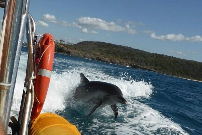 Noosa Ocean adventure & Dolphin Safari. - Watching Noosa’s Coastal Wildlife